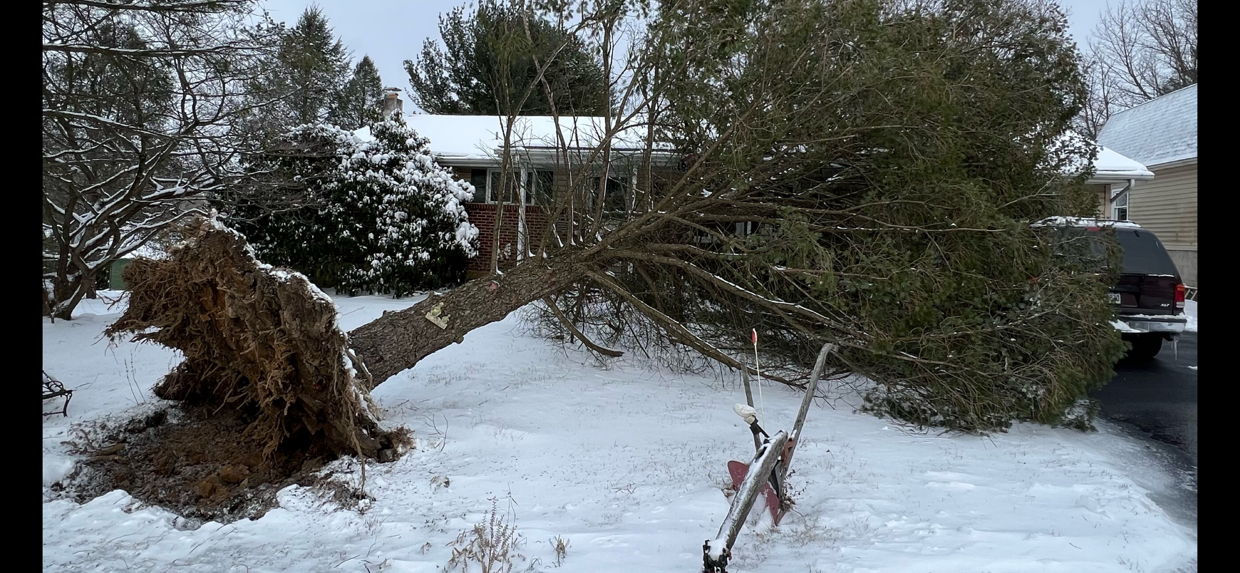 Applewood tree service and lawn care project photo 10