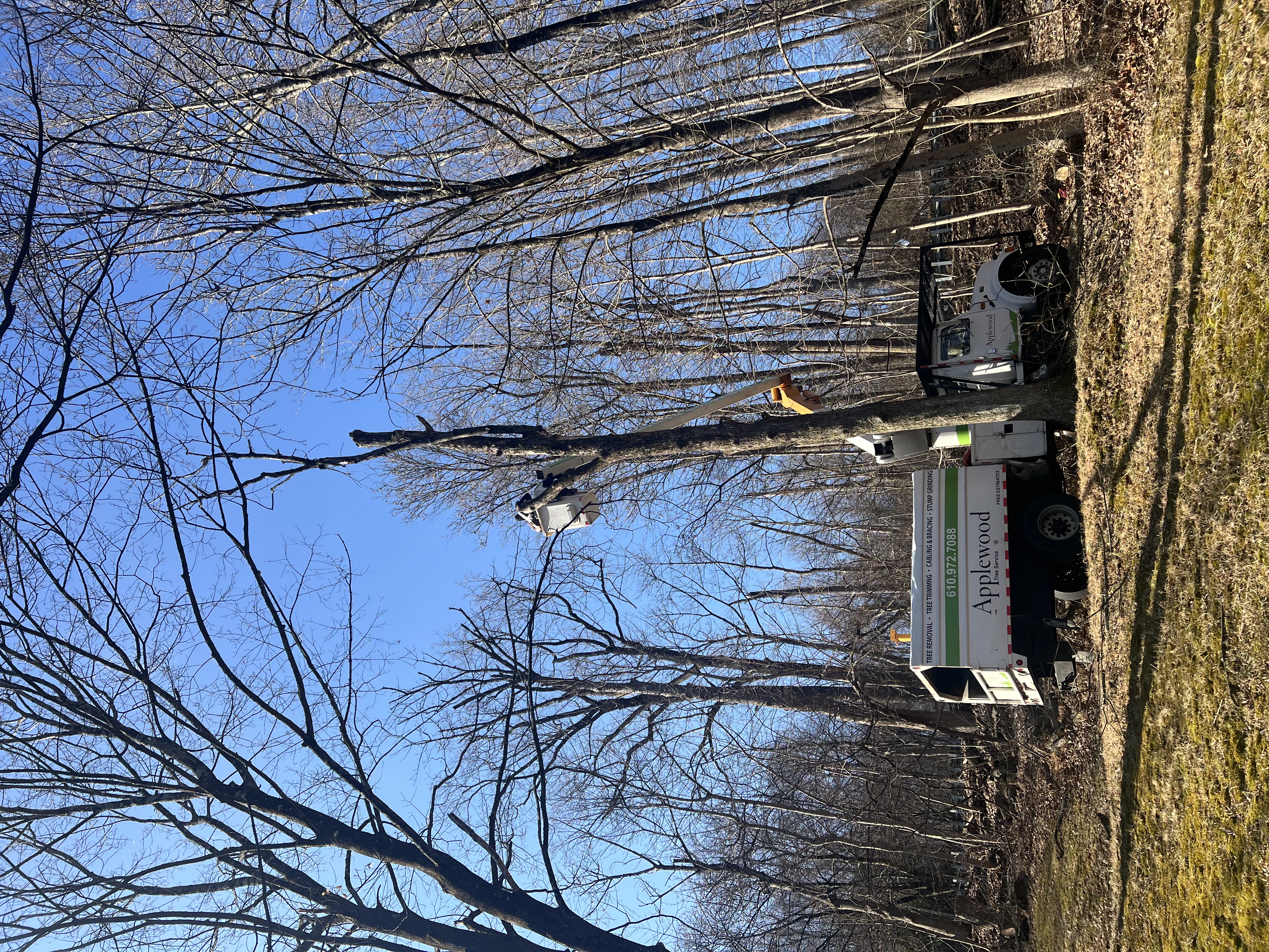 AppleWood tree service and lawn care project photo 9