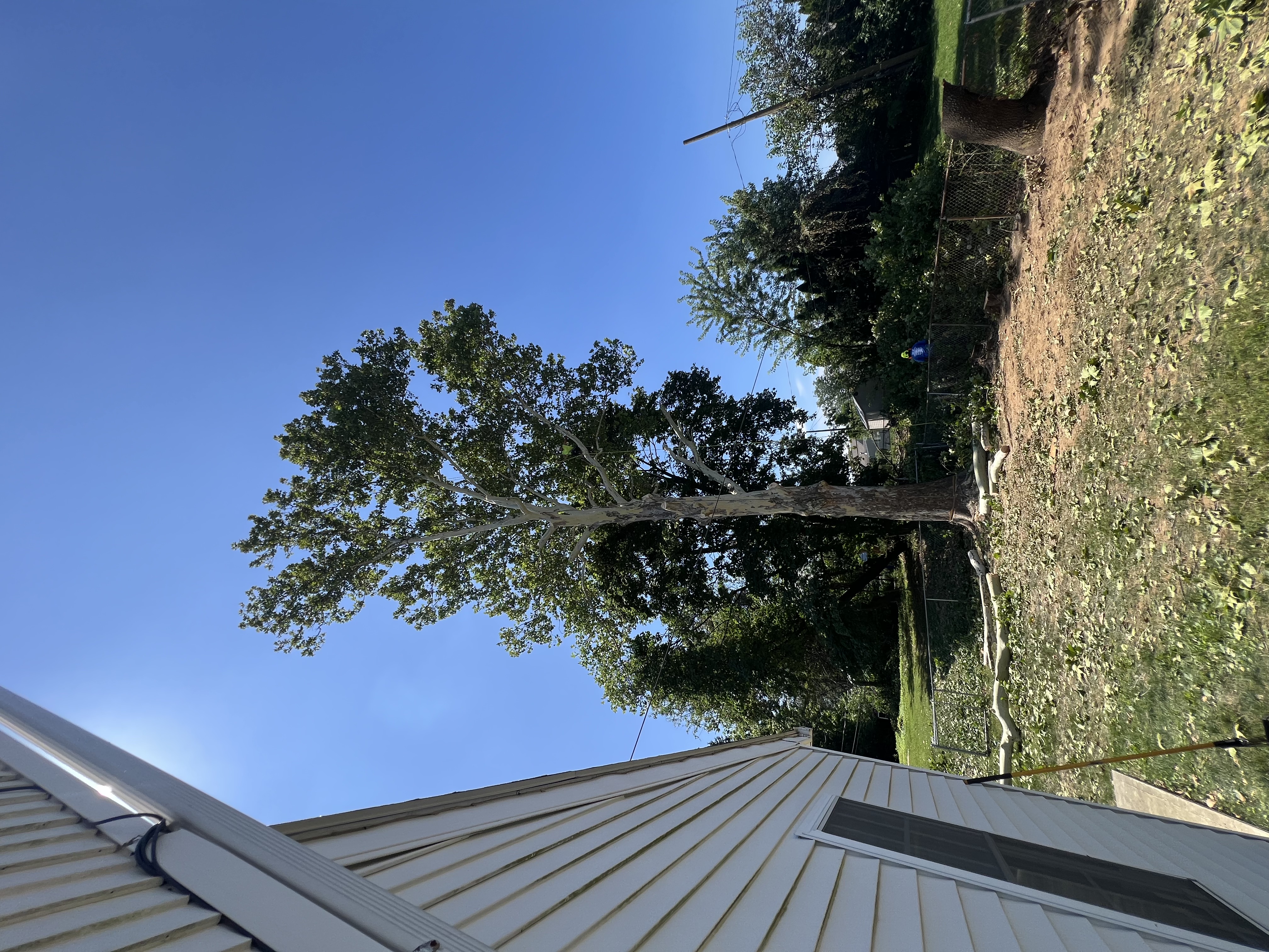 AppleWood tree service and lawn care project photo 10