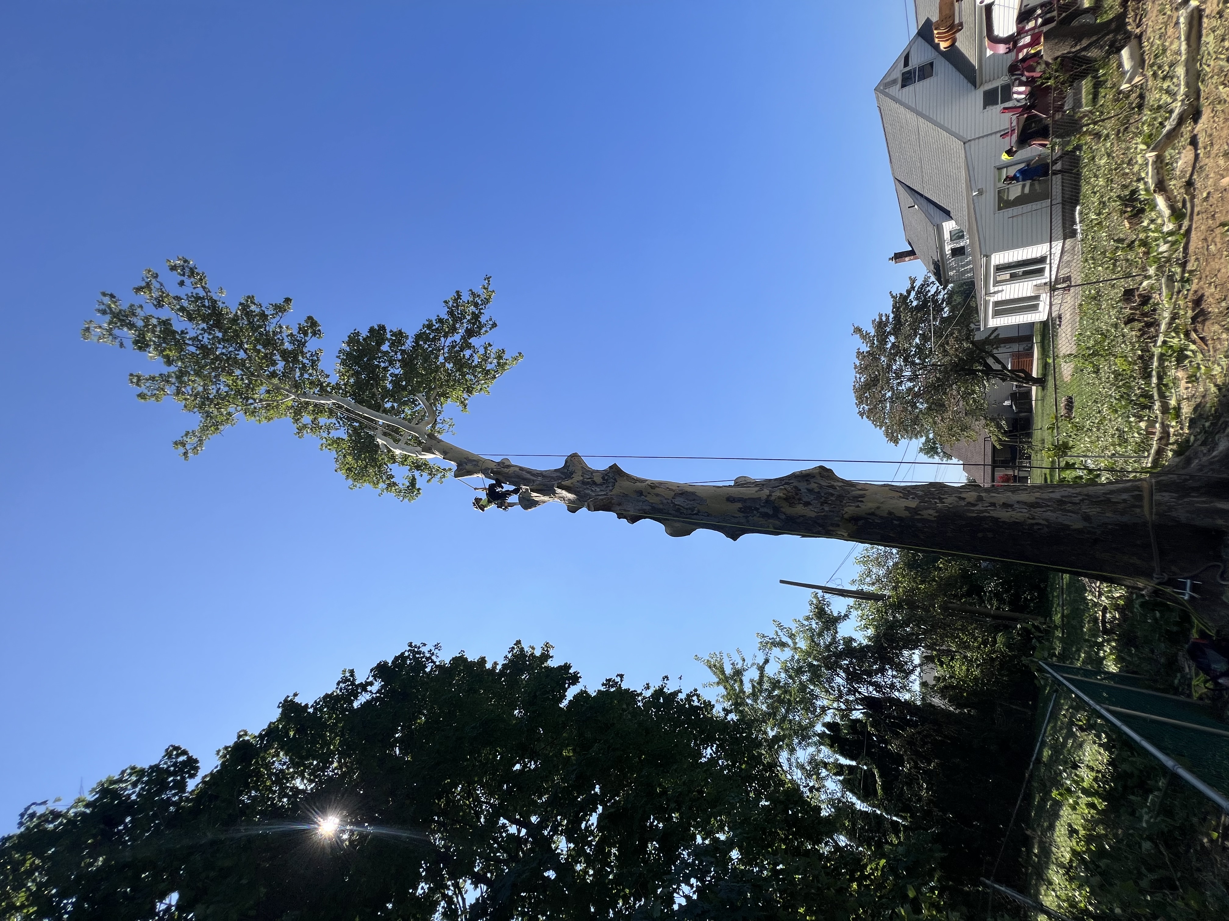 AppleWood tree service and lawn care project photo 11